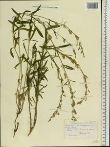 Silene tatarica (L.) Pers., Eastern Europe, Central forest region (E5) (Russia)