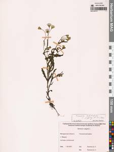 Senecio dubitabilis C.Jeffrey & Y.L.Chen, Siberia, Chukotka & Kamchatka (S7) (Russia)