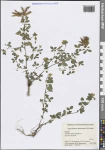 Argyrolobium biebersteinii P.W.Ball, Caucasus, Georgia (K4) (Georgia)