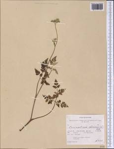 Kreidion chinensis (L.) Raf., America (AMER) (United States)