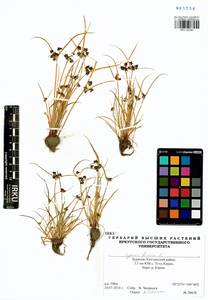 Cyperus fuscus L., Siberia, Baikal & Transbaikal region (S4) (Russia)