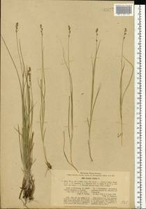 Carex brunnescens (Pers.) Poir., Eastern Europe, North-Western region (E2) (Russia)