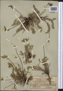 Oxytropis aulieatensis Vved., Middle Asia, Western Tian Shan & Karatau (M3) (Kazakhstan)