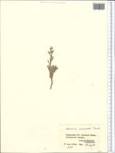 Chorispora macropoda Trautv., Middle Asia, Pamir & Pamiro-Alai (M2) (Tajikistan)
