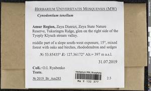 Cynodontium tenellum (Schimp.) Limpr., Bryophytes, Bryophytes - Russian Far East (excl. Chukotka & Kamchatka) (B20) (Russia)