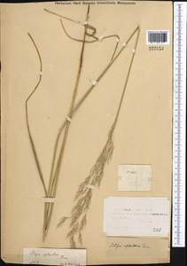 Neotrinia splendens (Trin.) M.Nobis, P.D.Gudkova & A.Nowak, Middle Asia, Muyunkumy, Balkhash & Betpak-Dala (M9) (Kazakhstan)