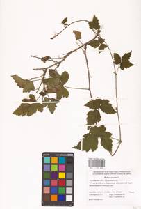 Rubus caesius L., Eastern Europe, Rostov Oblast (E12a) (Russia)