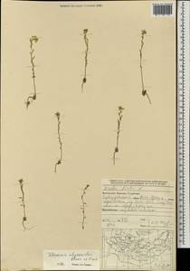 Stevenia alyssoides Adams ex Fisch., Mongolia (MONG) (Mongolia)