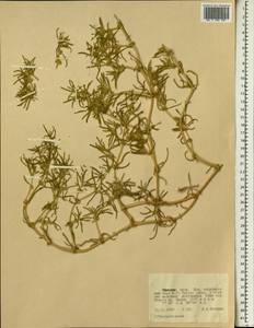 Trianthema, Africa (AFR) (Ethiopia)