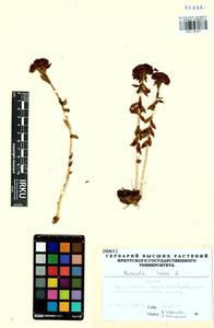 Rhodiola rosea L., Siberia, Baikal & Transbaikal region (S4) (Russia)
