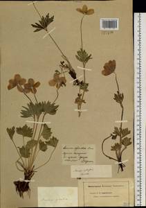 Anemone sylvestris L., Siberia, Baikal & Transbaikal region (S4) (Russia)