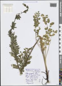 Thalictrum simplex L., Crimea (KRYM) (Russia)