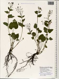 Brunnera macrophylla (Adams) I. M. Johnst., Caucasus, Stavropol Krai, Karachay-Cherkessia & Kabardino-Balkaria (K1b) (Russia)