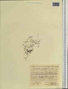Ranunculus gmelinii DC., Siberia, Central Siberia (S3) (Russia)