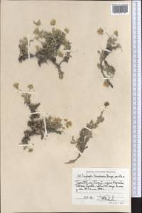 Oxytropis tianschanica Bunge, Middle Asia, Pamir & Pamiro-Alai (M2) (Tajikistan)