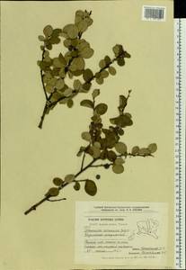 Cotoneaster alaunicus Golitsin, Eastern Europe, Central forest-and-steppe region (E6) (Russia)