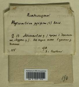 Physcomitrium pyriforme (Hedw.) Brid., Bryophytes, Bryophytes - Middle Russia (B6) (Russia)