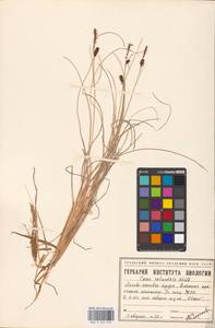 Carex rotundata Wahlenb., Siberia, Western Siberia (S1) (Russia)