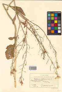 Raphanus raphanistrum L., Siberia, Russian Far East (S6) (Russia)