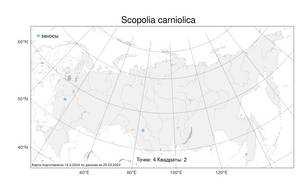 Scopolia carniolica Jacq., Atlas of the Russian Flora (FLORUS) (Russia)