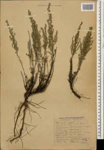 Artemisia taurica Willd., Caucasus, Stavropol Krai, Karachay-Cherkessia & Kabardino-Balkaria (K1b) (Russia)