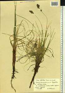 Carex sabulosa Turcz. ex Kunth, Siberia, Yakutia (S5) (Russia)