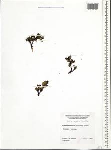 Salix apoda Trautv., Caucasus, Stavropol Krai, Karachay-Cherkessia & Kabardino-Balkaria (K1b) (Russia)
