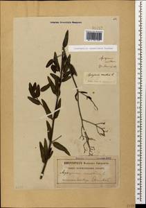Poacynum sarmatiense (Woodson) Mavrodiev, Laktionov & Yu. E. Alexeev, Caucasus, Georgia (K4) (Georgia)
