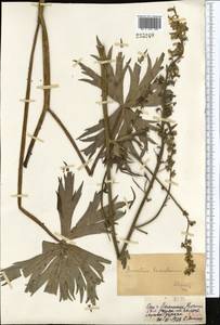 Aconitum leucostomum Vorosch., Middle Asia, Dzungarian Alatau & Tarbagatai (M5) (Kazakhstan)