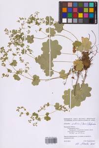Alchemilla wichurae (Buser) Stefansson, Eastern Europe, Central region (E4) (Russia)