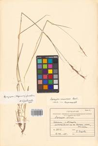 Elymus gmelinii (Trin.) Tzvelev, Siberia, Russian Far East (S6) (Russia)