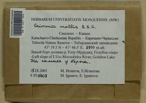 Grimmia mollis Bruch & Schimp., Bryophytes, Bryophytes - North Caucasus & Ciscaucasia (B12) (Russia)