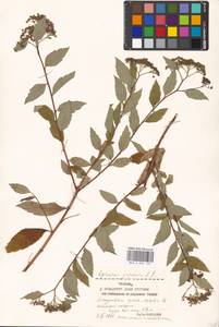 Spiraea japonica L. fil., Eastern Europe, Moscow region (E4a) (Russia)