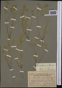 Trigonella geminiflora Bunge, Middle Asia, Muyunkumy, Balkhash & Betpak-Dala (M9) (Kazakhstan)