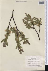 Salix commutata Bebb, America (AMER) (Canada)