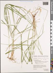 Brachypodium peregrinum Stanisl. & Tzvelev, Eastern Europe, Central region (E4) (Russia)