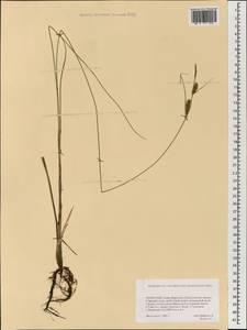 Carex, Mongolia (MONG) (Mongolia)