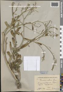 Eruca vesicaria subsp. sativa (Mill.) Thell., Middle Asia, Western Tian Shan & Karatau (M3) (Uzbekistan)