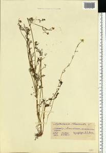 Matricaria chamomilla L., Eastern Europe, Moscow region (E4a) (Russia)