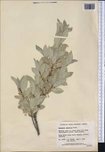 Elaeagnus commutata Bernh. ex Rydb., America (AMER) (Canada)