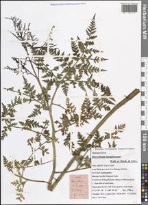 Japanobotrychum lanuginosum (Wall. ex Hook. & Grev.) M. Nishida ex Tagawa, South Asia, South Asia (Asia outside ex-Soviet states and Mongolia) (ASIA) (Vietnam)