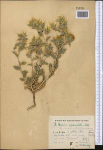 Carthamus oxyacanthus M. Bieb., Middle Asia, Syr-Darian deserts & Kyzylkum (M7) (Uzbekistan)