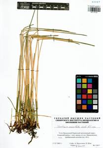 Eleocharis mamillata (H.Lindb.) H.Lindb., Siberia, Baikal & Transbaikal region (S4) (Russia)