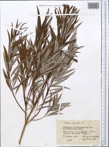 Salix viminalis L., Middle Asia, Northern & Central Kazakhstan (M10) (Kazakhstan)