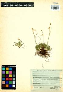 Tofieldia pusilla (Michx.) Pers., Siberia, Central Siberia (S3) (Russia)