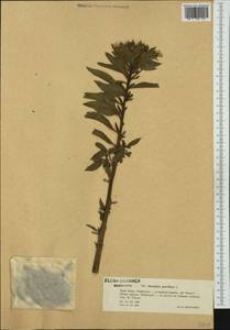Oenothera parviflora L., Western Europe (EUR) (Poland)
