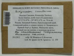 Vinealobryum insulanum (De Not.) R.H. Zander, Bryophytes, Bryophytes - North Caucasus & Ciscaucasia (B12) (Russia)