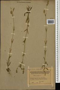 Silene conica subsp. conica, Caucasus, Armenia (K5) (Armenia)