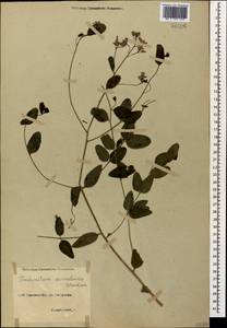 Poacynum sarmatiense (Woodson) Mavrodiev, Laktionov & Yu. E. Alexeev, Caucasus, North Ossetia, Ingushetia & Chechnya (K1c) (Russia)