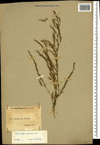 Asparagus officinalis L., Caucasus, Armenia (K5) (Armenia)
